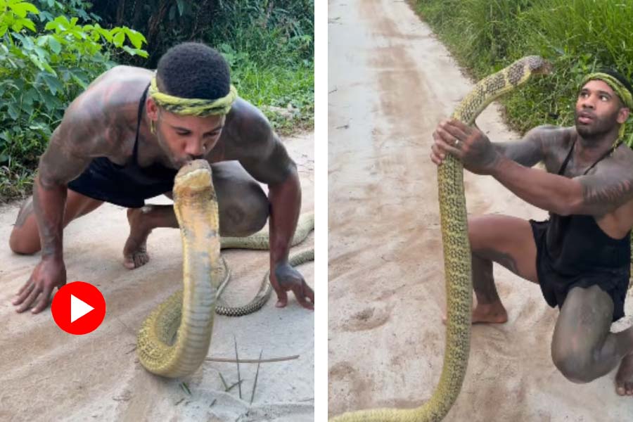 A man can be seen kissing a massive king cobra on its head