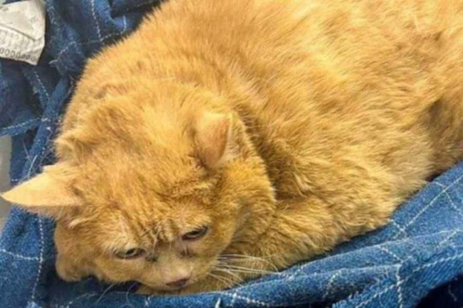 Crumbs, known to be fattest cat of World, dies after weight loss efforts begin