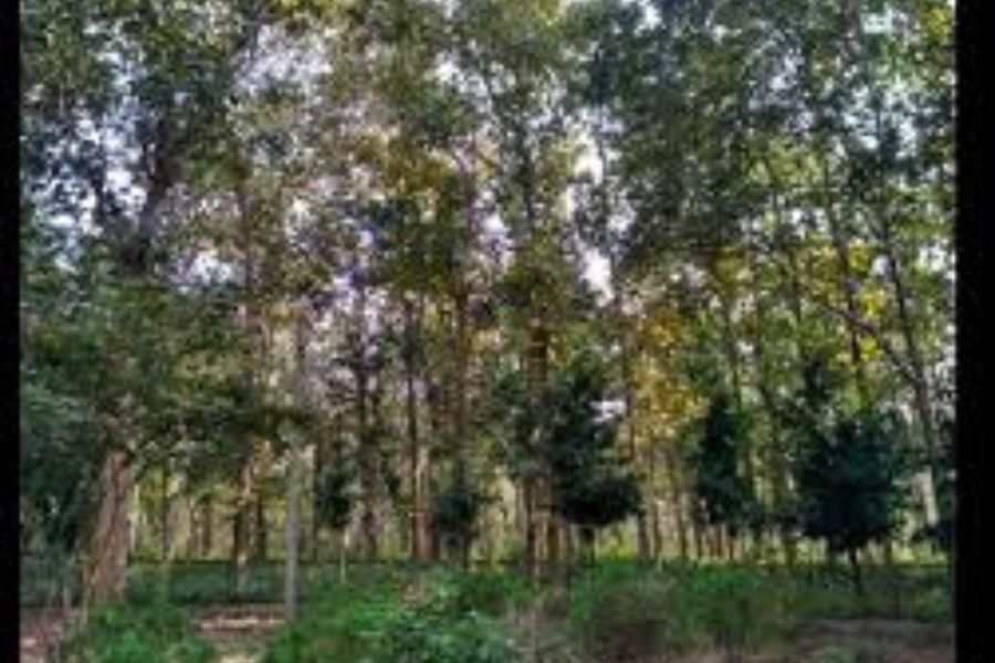 দুর্গম হওয়ার কারণে এখানে নাকি খুব কম মানুষ আসতেন। বেশির ভাগ তান্ত্রিকরাই আসতেন তন্ত্র সাধনা করতে। 