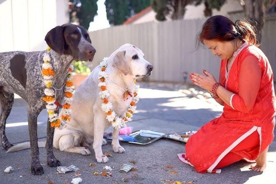 এই উৎসব নেপালের গুরুত্বপূর্ণ উৎসবগুলির মধ্যে অন্যতম।  যেখানে বাড়ির সারমেয়কে পুজো করা হয় সাড়ম্বরে। নেপালের একটি ঐতহ্যবাহী উৎসব এটি। তবে ভারতীয় বংশদ্ভূত নেপালিরাও এই উৎসবে সামিল হন। বাড়ির সারমেয়কে গলায় মালা দিয়ে, বরণ করা হয় মহা সমারোহে।  