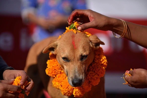 প্রাচীনকাল থেকেই কুকুর মানুষের অন্যতম সঙ্গী। খারাপ, ভাল সব মুহূর্তেই পাশে থাকে এই পোষ্য। নেপালি হিন্দুরা বিশ্বাস করেন, ভৈরব ভগবানের সঙ্গে কুকুরের এক অন্তরাত্মার যোগ আছে। আর তার প্রতিই শ্রদ্ধা জ্ঞাপন করতে কুকুরের পুজো করেন। 