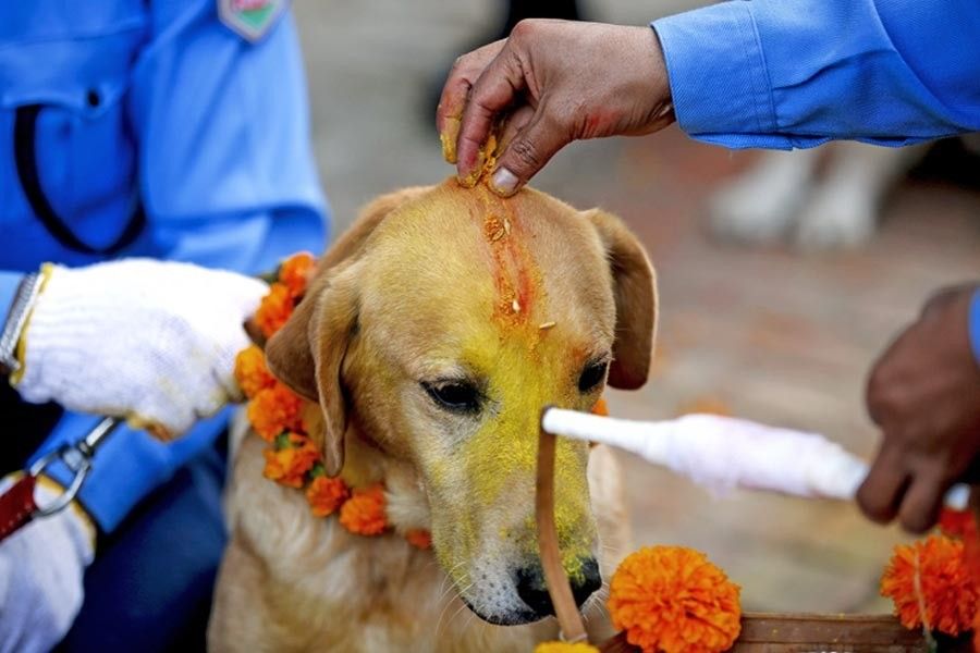 আবার মনে করা হয়, মৃত্যুর দেবতা ভগবান যমের শ্যামা এবং শরভরা নামে দু’টি কুকুর আছে, যারা নরকের দরজা পাহারা দেয়। কুকুর তেওহরের সময় তাই কুকুরের পুজো করে তাদের তুষ্ট করা হয়।
