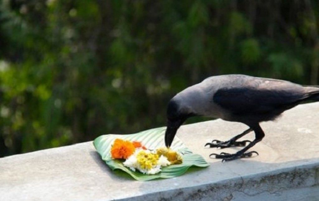 শুধু কুকুর নয়, এই দিন কাকেরও পুজো করা হয় যেহেতু কাক ভগবান যমের দূত। এটি ‘কাগ তেওহর’ নামেও পরিচিত। উৎসবের সময় মাংস এবং অন্যান্য খাবার দেওয়া হয় কাকেদের। এই প্রতিবেদনটি ‘আনন্দ উৎসব’ ফিচারের একটি অংশ