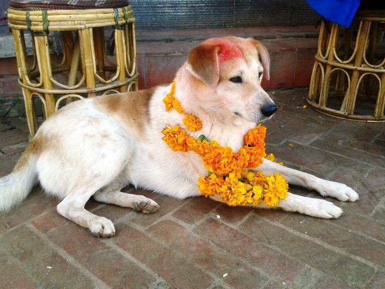 আবার নেপালে লোকবিশ্বাস, কুকুর তেওহরের দিন কুকুরের পুজো করলে মানুষ মৃত্যুর পর নরকের হাত থেকে রক্ষা পাবেন।