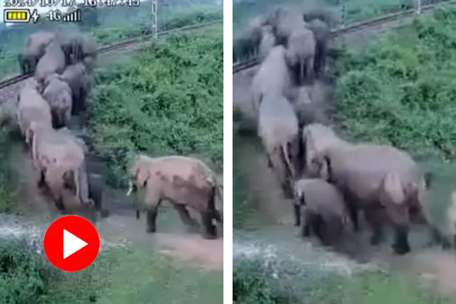 A herd of elephant crossing the railway track steals internet