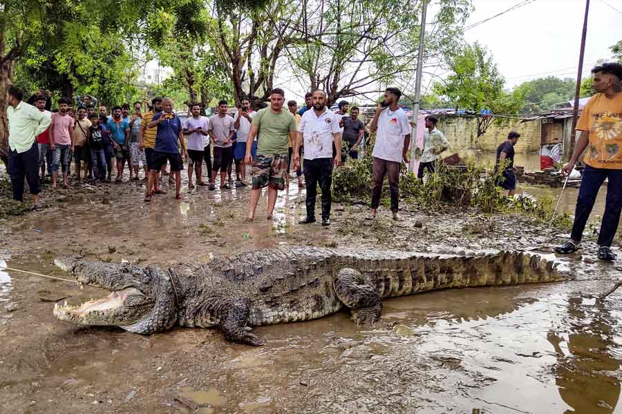 বরোদা শহরের থেকে বৃহস্পতিবার উদ্ধার কুমির।