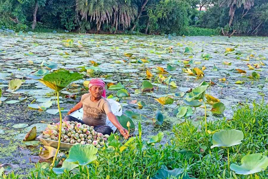 কোলাঘাটের নহলা গ্রামে চলছে পদ্ম তোলা।