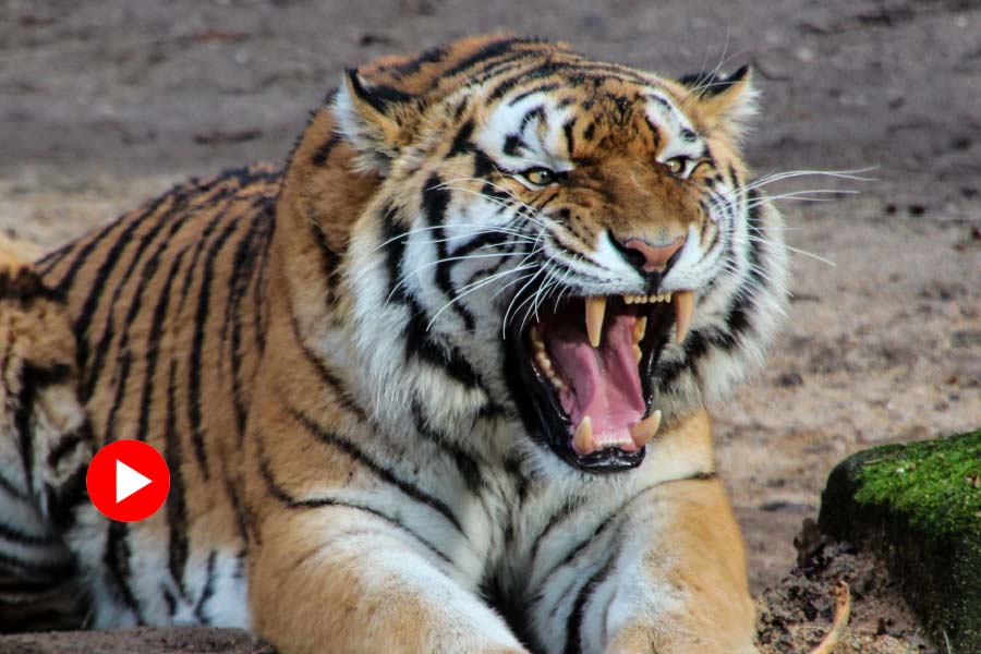 Viral Video of a Forest official trapped in tiger cage