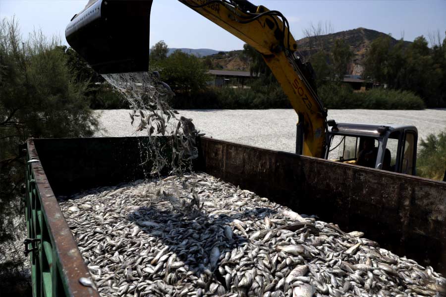 Flood of Dead fish in Greece port 