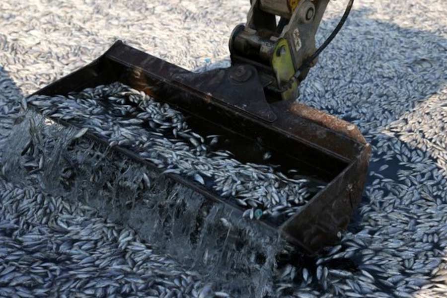 Flood of Dead fish in Greece port 