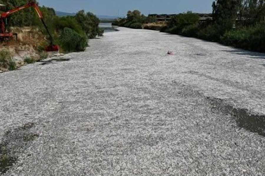 Flood of Dead fish in Greece port 