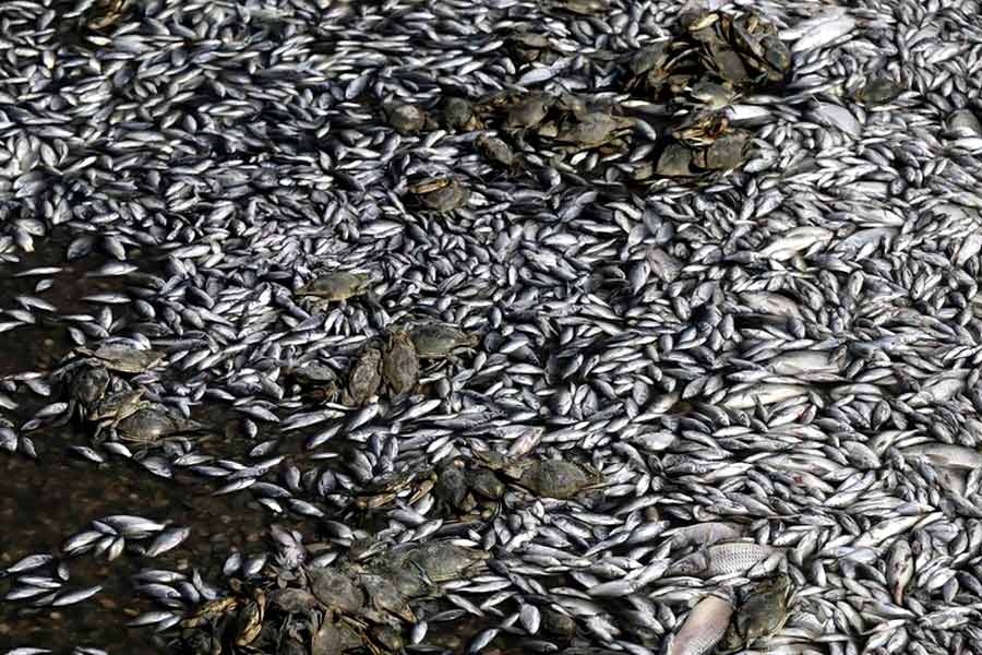 Flood of Dead fish in Greece port 