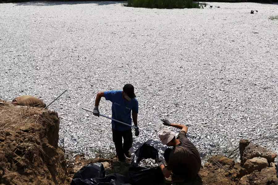 Flood of Dead fish in Greece port 