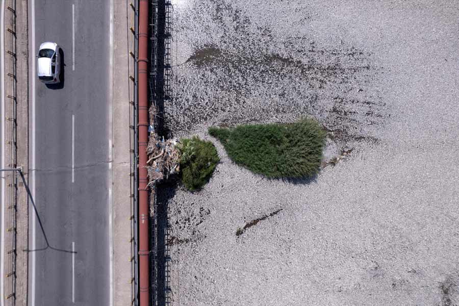 Flood of Dead fish in Greece port 