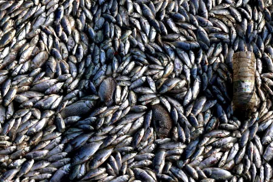 Flood of Dead fish in Greece port 