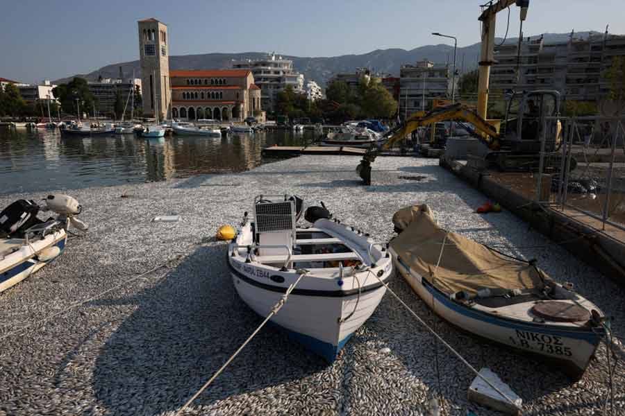 Flood of Dead fish in Greece port 
