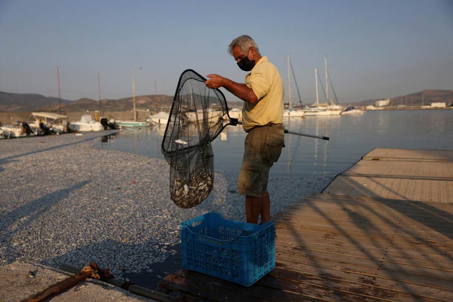 Flood of Dead fish in Greece port 