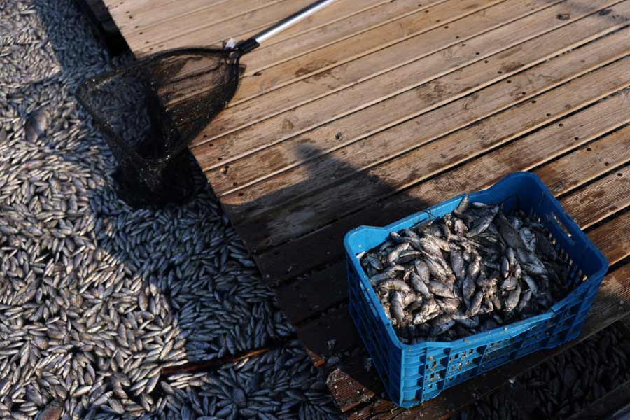 Flood of Dead fish in Greece port 