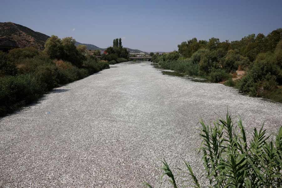 Flood of Dead fish in Greece port 