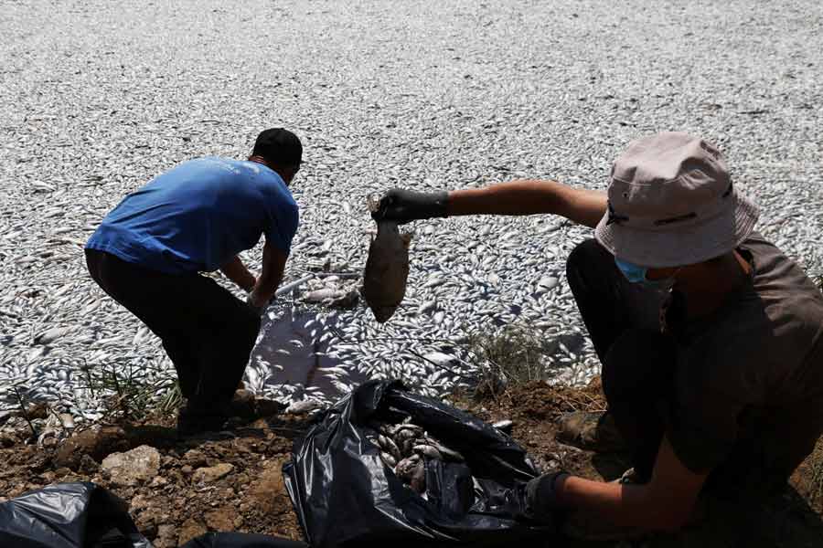 Flood of Dead fish in Greece port 
