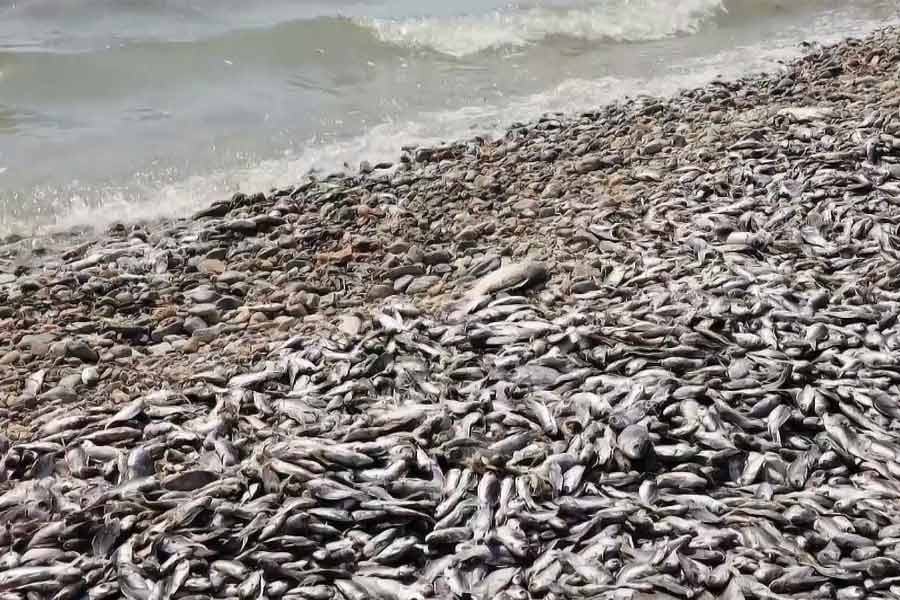 Flood of Dead fish in Greece port 