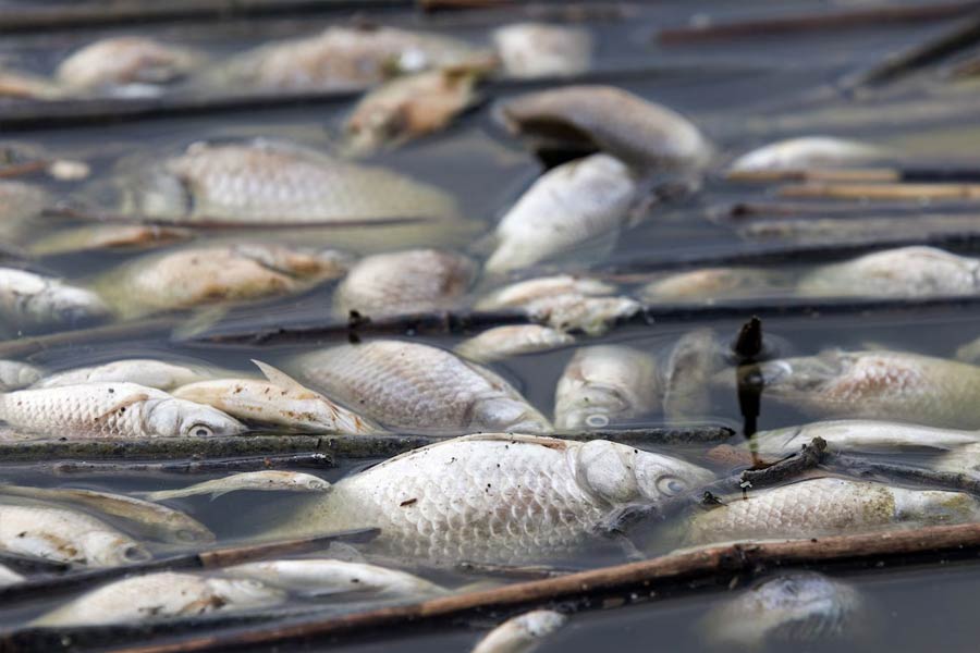 Flood of Dead fish in Greece port 