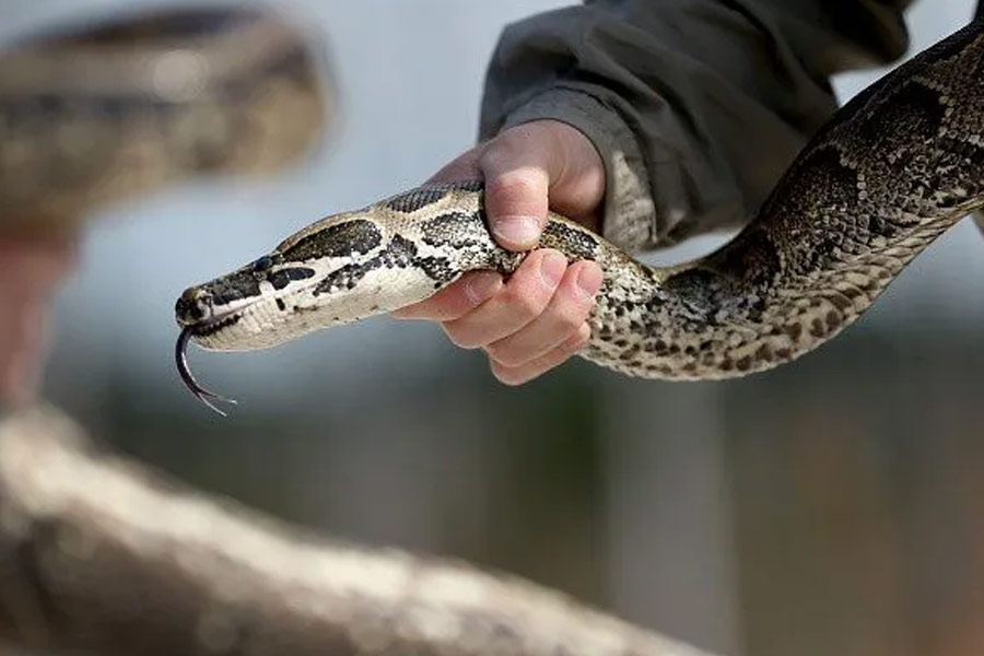 Viral video of a Jet Ski boat filled with snake