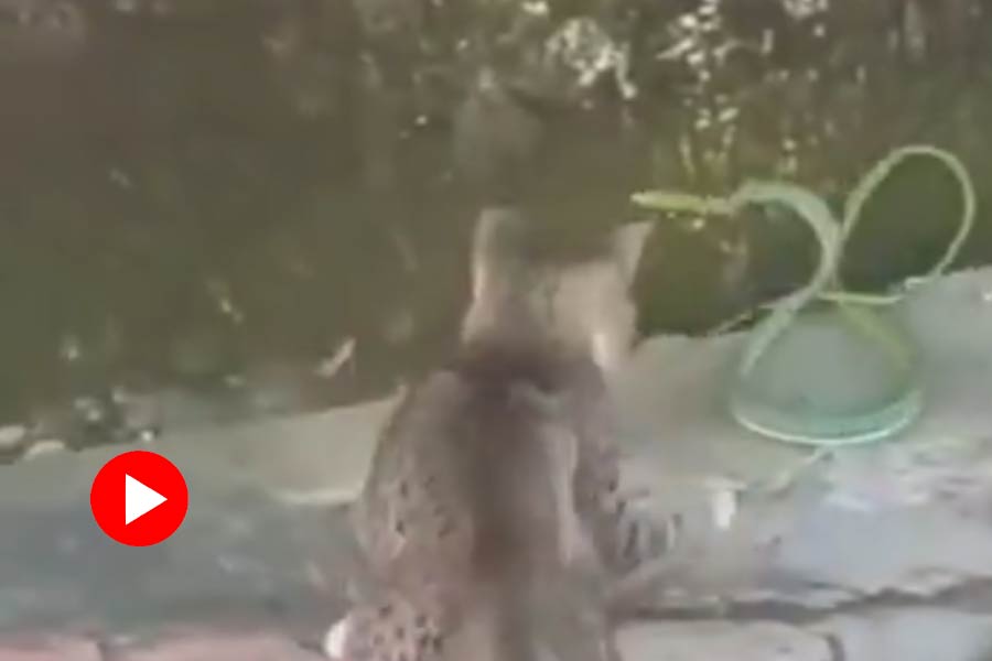 Video of cat versus snake fight