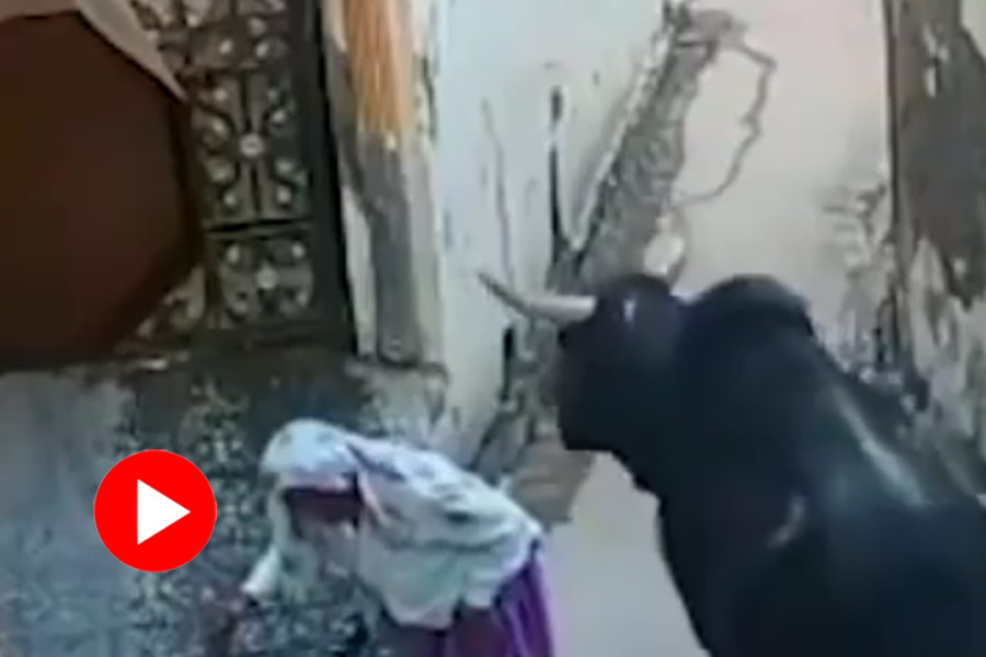 Viral video of angry bull and old woman