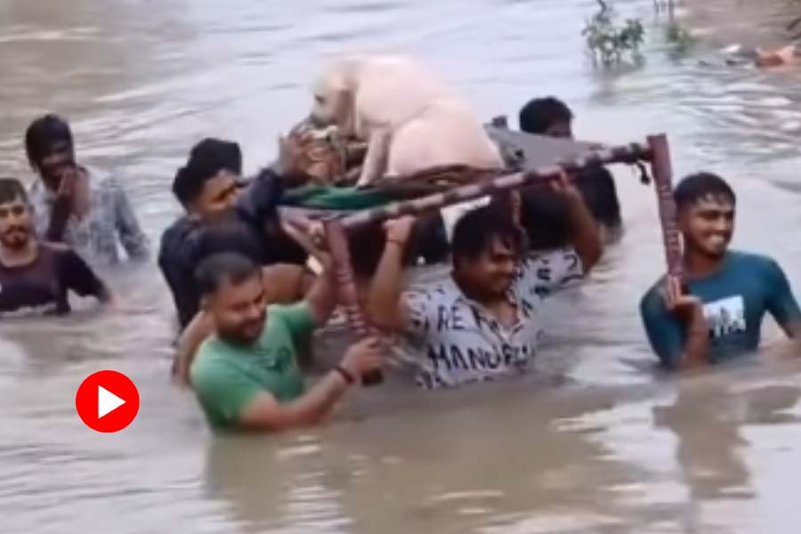 People rescue aged dog from Gujarat flood water on a cot