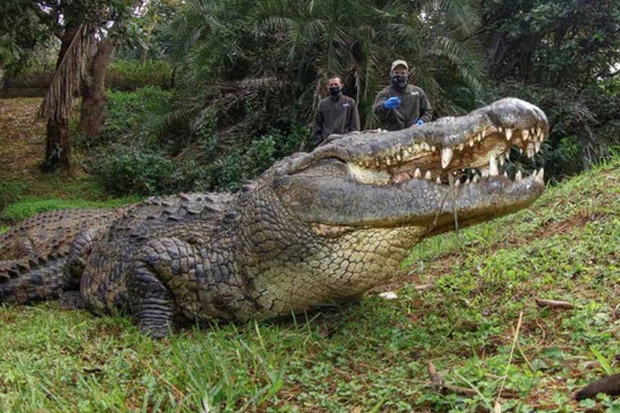 World’s largest living crocodile Henry, has six wives and 10 thousand children