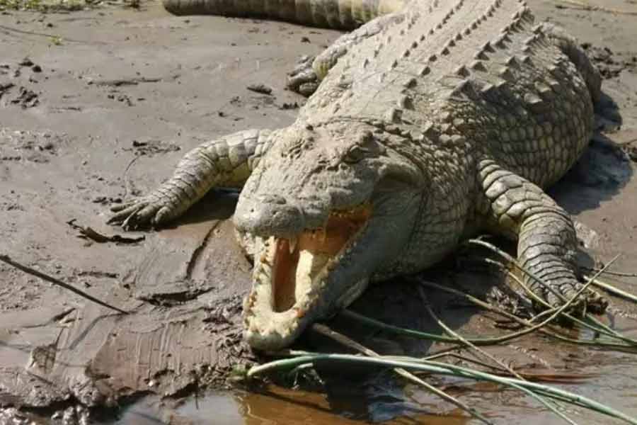 World’s largest living crocodile Henry, has six wives and 10 thousand children