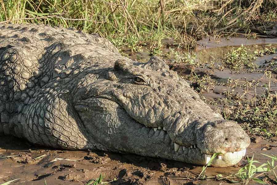 World’s largest living crocodile Henry, has six wives and 10 thousand children