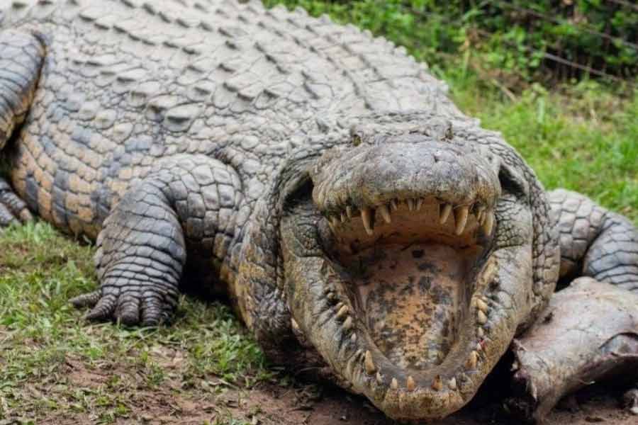 World’s largest living crocodile Henry, has six wives and 10 thousand children