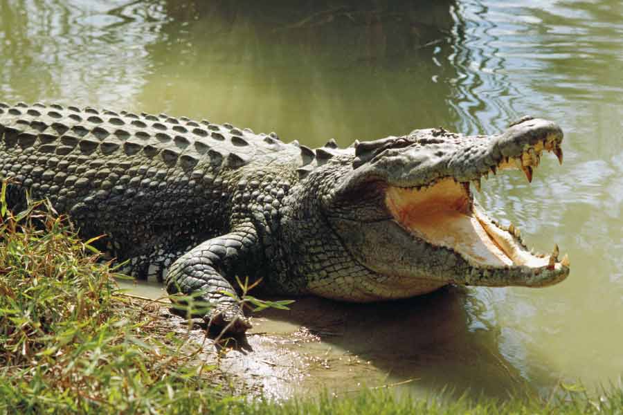 World’s largest living crocodile Henry, has six wives and 10 thousand children