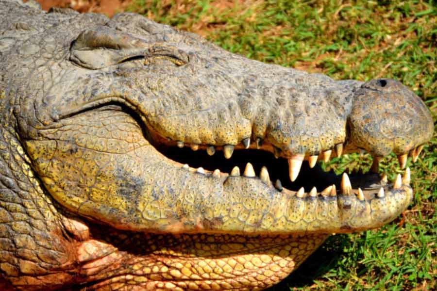 World’s largest living crocodile Henry, has six wives and 10 thousand children