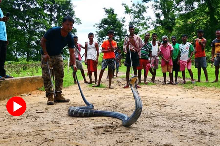 11 foot king cobra was rescued from a home in Odisha