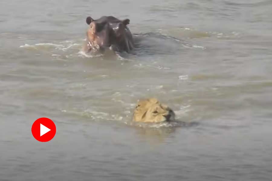 Hippo chases lion in river in South Africa