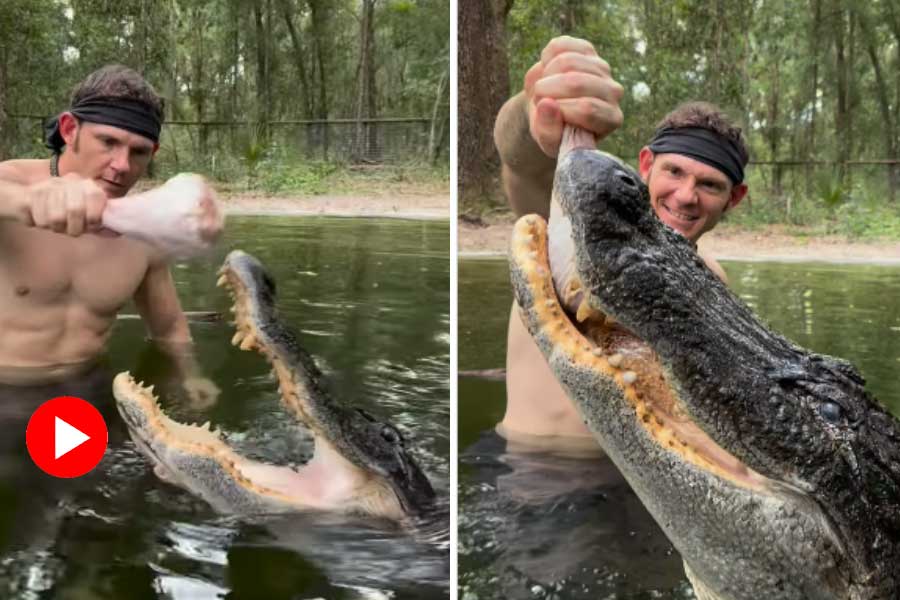 Man feeding giant alligator with bare hands