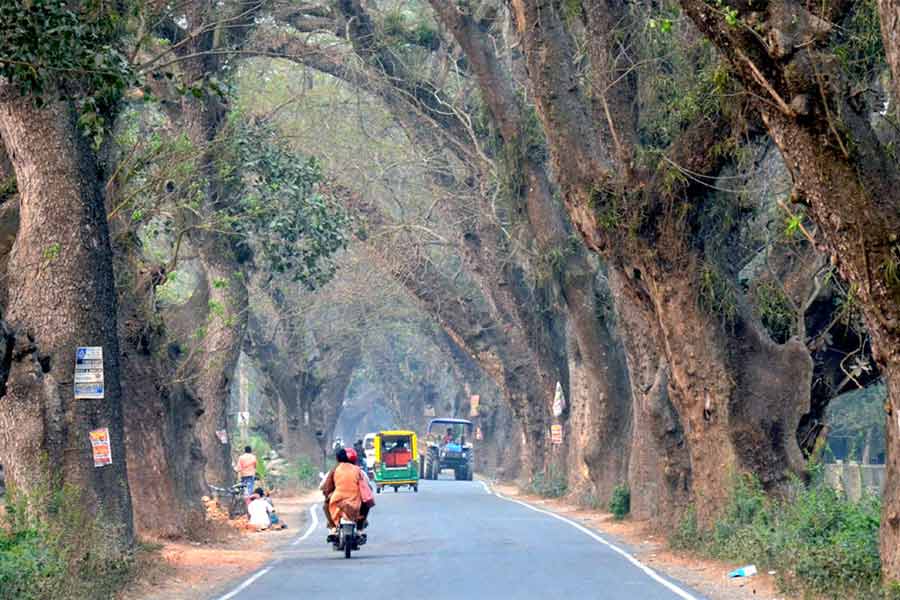 দু’পাশে সবুজঘেরা যশোর রোড বহু জায়গায় এখন এতটাই অপরিসর, পাশাপাশি দু’টি গাড়ি যেতেও সমস্যা হয়। ছবি: নির্মাল্য প্রামাণিক 