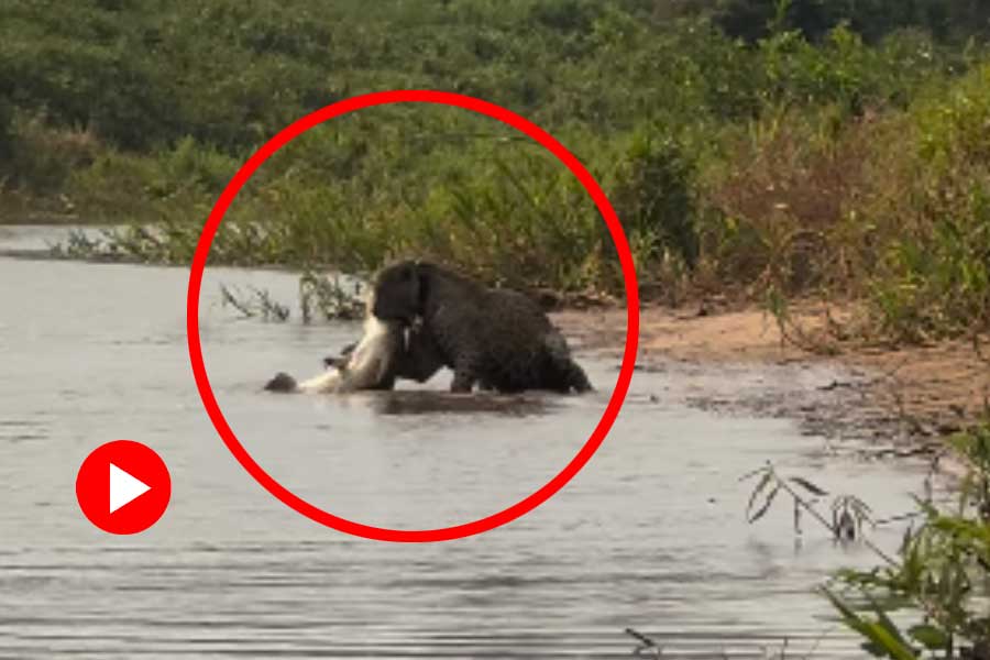 Jaguar hunts down crocodile in river