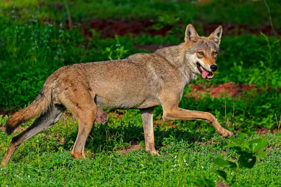 Why Wolves are attacking again in Uttar Pradesh after many years