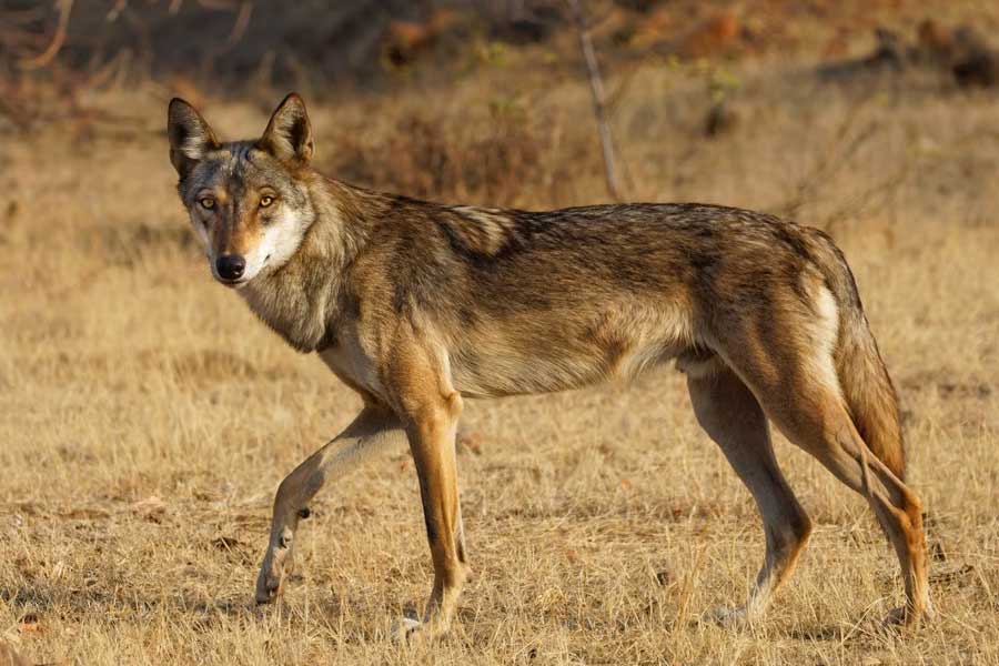 Why Wolves are attacking again in Uttar Pradesh after many years