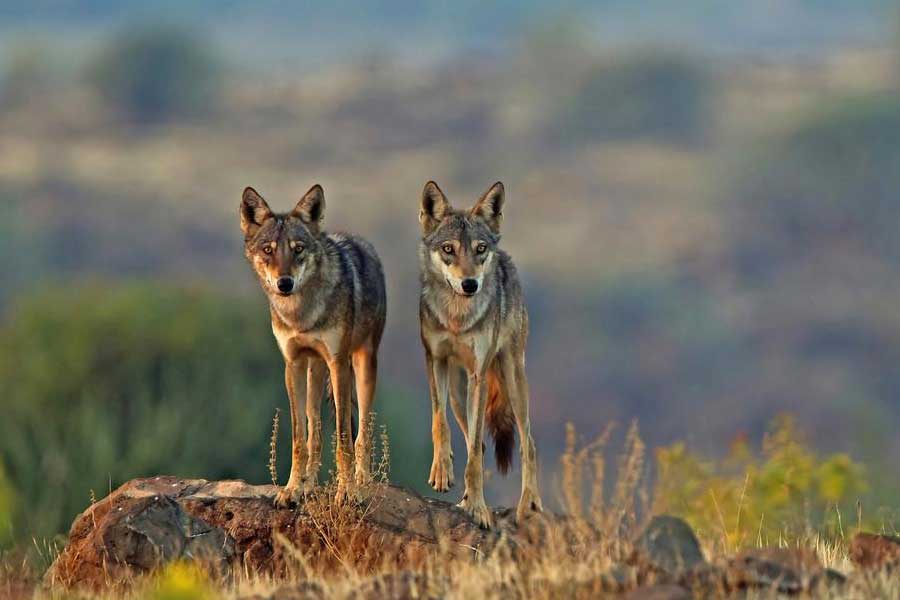 Why Wolves are attacking again in Uttar Pradesh after many years