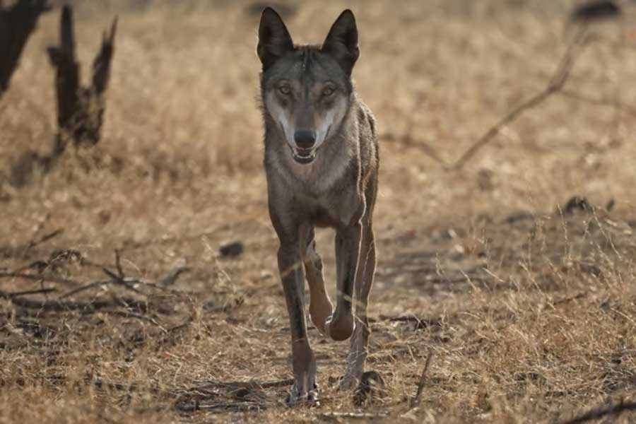 Why Wolves are attacking again in Uttar Pradesh after many years