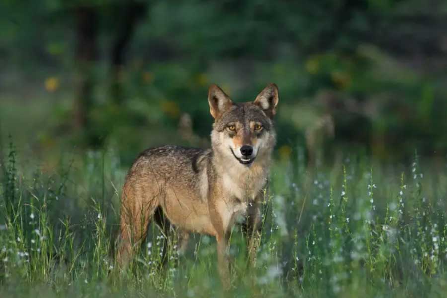 Why Wolves are attacking again in Uttar Pradesh after many years