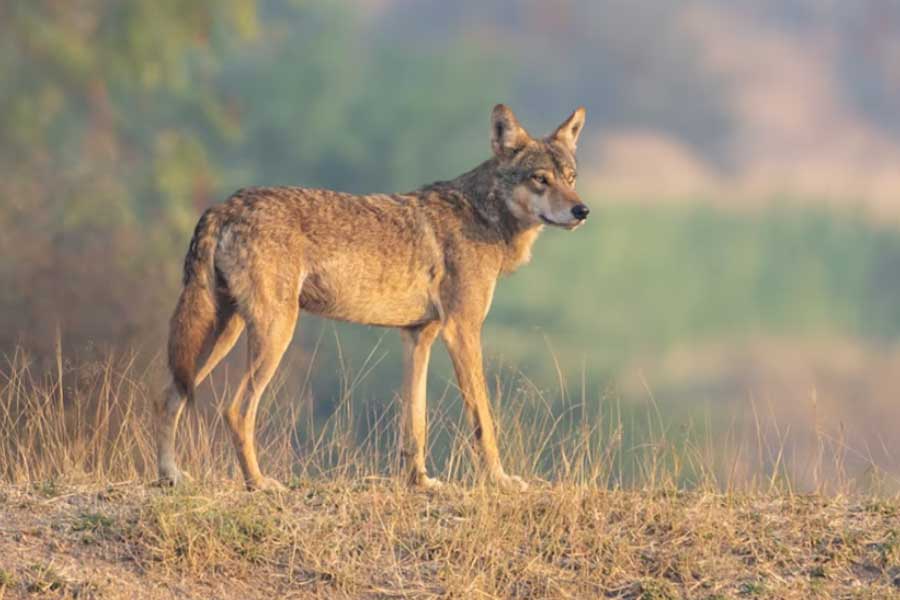 Why Wolves are attacking again in Uttar Pradesh after many years