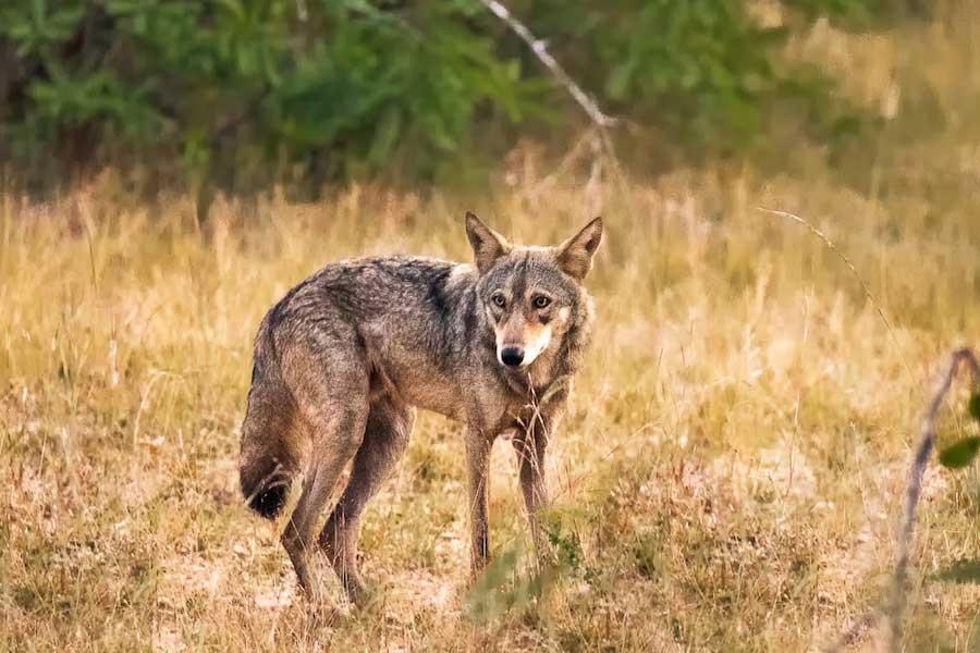 Why Wolves are attacking again in Uttar Pradesh after many years