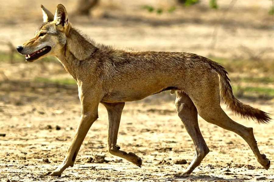 Why Wolves are attacking again in Uttar Pradesh after many years