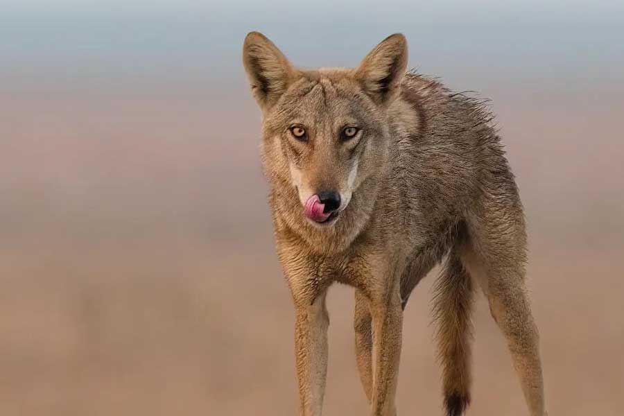 Why Wolves are attacking again in Uttar Pradesh after many years